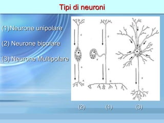 Tipi di neuroni
(1)Neurone unipolare
(2) Neurone bipolare
(3) Neurone Multipolare
(2) (1) (3)
 