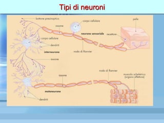 Tipi di neuroni
 