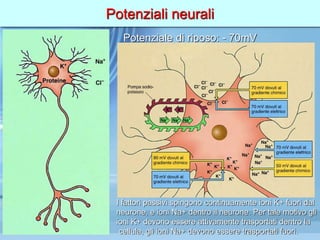 Potenziali neurali
Potenziale di riposo: - 70mV
I fattori passivi spingono continuamente ioni K+ fuori dal
neurone, e ioni Na+ dentro il neurone. Per tale motivo gli
ioni K+ devono essere attivamente trasportati dentro la
cellula, gli ioni Na+ devono essere trasportati fuori.
 