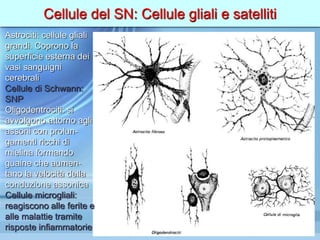 Cellule del SN: Cellule gliali e satelliti
Astrociti: cellule gliali
grandi. Coprono la
superficie esterna dei
vasi sanguigni
cerebrali
Cellule di Schwann:
SNP
Oligodentrociti: si
avvolgono attorno agli
assoni con prolun-
gamenti ricchi di
mielina formando
guaine che aumen-
tano la velocità della
conduzione assonica
Cellule microgliali:
reagiscono alle ferite e
alle malattie tramite
risposte infiammatorie
 