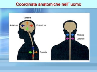 Coordinate anatomiche nell’uomo
 