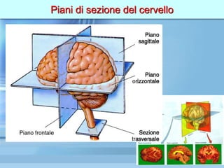 Piani di sezione del cervello
 