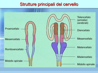 Strutture principali del cervello
 