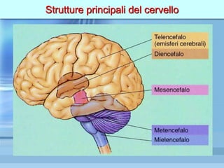 Strutture principali del cervello
 
