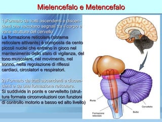 Mielencefalo e Metencefalo
1)Formato da tratti ascendenti e discen-
denti che veicolano segnali tra il corpo e
varie strutture del cervello
La formazione reticolare (sistema
reticolare attivante) è composta da cento
piccoli nuclei che entrano in gioco nel
mantenimento dello stato di vigilanza, del
tono muscolare, nel movimento, nel
sonno, nella regolazione di riflessi
cardiaci, circolatori e respiratori.
2) Formato da tratti ascendenti e discen-
denti e da una formazione reticolare.
Si suddivide in ponte e cervelletto (strut-
tura formata circonvoluzioni con funzioni
di controllo motorio a basso ed alto livello)
 