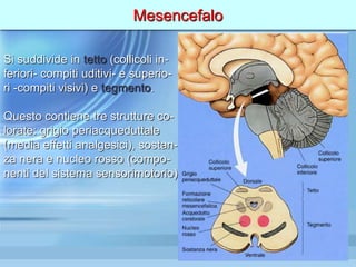 Mesencefalo
Si suddivide in tetto (collicoli in-
feriori- compiti uditivi- e superio-
ri -compiti visivi) e tegmento.
Questo contiene tre strutture co-
lorate: grigio periacqueduttale
(media effetti analgesici), sostan-
za nera e nucleo rosso (compo-
nenti del sistema sensorimotorio)
 