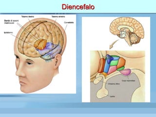 Diencefalo
 