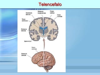 Telencefalo
 