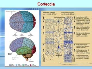 Corteccia
 