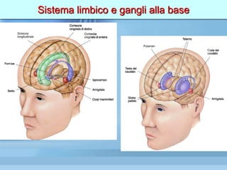 Sistema limbico e gangli alla base
 