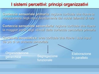 I sistemi percettivi: principi organizzativi
Corteccia sensoriale primaria: regione corticale che riceve la
maggioranza degli input direttamente dai nuclei talamici di relè
Corteccia sensoriale secondaria: regione corticale che riceve
la maggior parte degli stimoli dalla corteccia sensoriale primaria
Corteccia associativa: area corticale che riceve i suoi input
da più di un sistema sensoriale
Organizzazione
gerarchica Segregazione
funzionale
Elaborazione
In parallelo
 