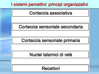 I sistemi percettivi: principi organizzativi
 