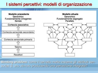 I sistemi percettivi: modelli di organizzazione
Binding problem: come il cervello mette insieme gli attributi sen-
soriali di uno stimolo producendo una percezione integrata?
 