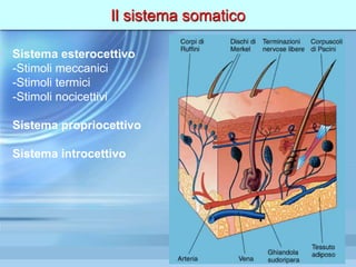 Il sistema somatico
Sistema esterocettivo
-Stimoli meccanici
-Stimoli termici
-Stimoli nocicettivi
Sistema propriocettivo
Sistema introcettivo
 
