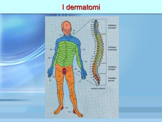 I dermatomi
 
