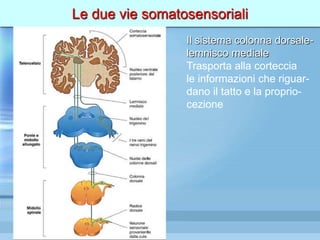 Le due vie somatosensoriali
Il sistema colonna dorsale-
lemnisco mediale
Trasporta alla corteccia
le informazioni che riguar-
dano il tatto e la proprio-
cezione
 