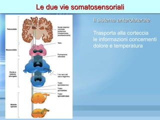 Le due vie somatosensoriali
Il sistema anterolaterale
Trasporta alla corteccia
le informazioni concernenti
dolore e temperatura
 