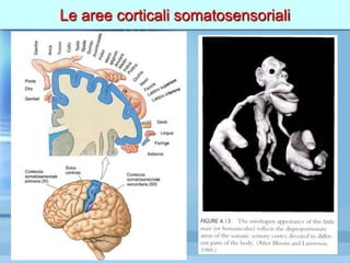 Le aree corticali somatosensoriali
 