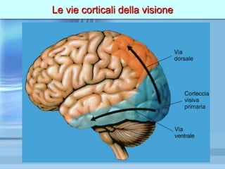 Le vie corticali della visione
 