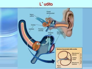 L’udito
 