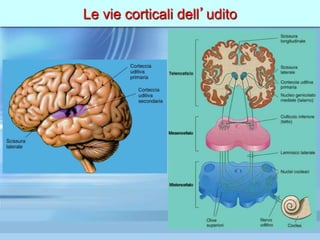 Le vie corticali dell’udito
 