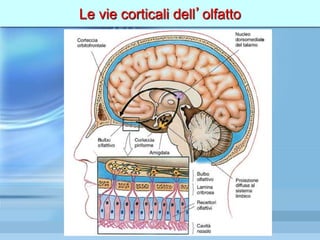 Le vie corticali dell’olfatto
 