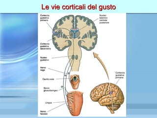 Le vie corticali del gusto
 
