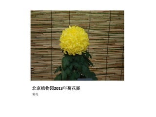 北京植物园2013年菊花展
菊花
 