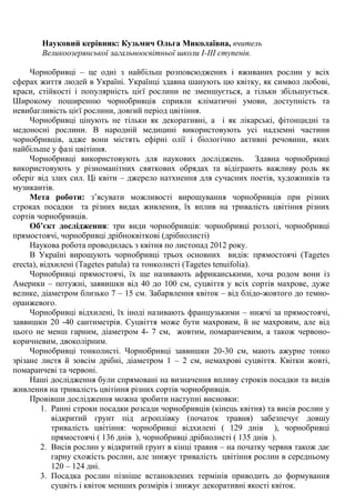 Науковий керівник: Кузьмич Ольга Миколаївна, вчитель Великоозерянської загальноосвітньої школи І-ІІІ ступенів. 
Чорнобривці – це одні з найбільш розповсюджених і вживаних рослин у всіх сферах життя людей в Україні. Українці здавна шанують цю квітку, як символ любові, краси, стійкості і популярність цієї рослини не зменшується, а тільки збільшується. Широкому поширенню чорнобривців сприяли кліматичні умови, доступність та невибагливість цієї рослини, довгий період цвітіння. 
Чорнобривці цінують не тільки як декоративні, а і як лікарські, фітонцидні та медоносні рослини. В народній медицині використовують усі надземні частини чорнобривців, адже вони містять ефірні олії і біологічно активні речовини, яких найбільше у фазі цвітіння. 
Чорнобривці використовують для наукових досліджень. Здавна чорнобривці використовують у різноманітних святкових обрядах та відіграють важливу роль як оберіг від злих сил. Ці квіти – джерело натхнення для сучасних поетів, художників та музикантів. 
Мета роботи: з‘ясувати можливості вирощування чорнобривців при різних строках посадки та різних видах живлення, їх вплив на тривалість цвітіння різних сортів чорнобривців. 
Об’єкт дослідження: три види чорнобривців: чорнобривці розлогі, чорнобривці прямостоячі, чорнобривці дрібноквіткові (дрібнолисті) 
Наукова робота проводилась з квітня по листопад 2012 року. 
В Україні вирощують чорнобривці трьох основних видів: прямостоячі (Tagetes erecta), відхилені (Tagetes patula) та тонколисті (Tagetes tenuifolia). 
Чорнобривці прямостоячі, їх ще називають африканськими, хоча родом вони із Америки – потужні, заввишки від 40 до 100 см, суцвіття у всіх сортів махрове, дуже велике, діаметром близько 7 – 15 см. Забарвлення квіток – від блідо-жовтого до темно- оранжевого. 
Чорнобривці відхилені, їх іноді називають французькими – нижчі за прямостоячі, заввишки 20 -40 сантиметрів. Суцвіття може бути махровим, й не махровим, але від цього не менш гарним, діаметром 4- 7 см, жовтим, помаранчевим, а також червоно- коричневим, двоколірним. 
Чорнобривці тонколисті. Чорнобривці заввишки 20-30 см, мають ажурне тонко зрізане листя й зовсім дрібні, діаметром 1 – 2 см, немахрові суцвіття. Квітки жовті, помаранчеві та червоні. 
Наші дослідження були спрямовані на визначення впливу строків посадки та видів живлення на тривалість цвітіння різних сортів чорнобривців. 
Провівши дослідження можна зробити наступні висновки: 
1. Ранні строки посадки розсади чорнобривців (кінець квітня) та висів рослин у відкритий грунт під агроплівку (початок травня) забезпечує довшу тривалість цвітіння: чорнобривці відхилені ( 129 днів ), чорнобривці прямостоячі ( 136 днів ), чорнобривці дрібнолисті ( 135 днів ). 
2. Висів рослин у відкритий грунт в кінці травня – на початку червня також дає гарну схожість рослин, але знижує тривалість цвітіння рослин в середньому 120 – 124 дні. 
3. Посадка рослин пізніше встановлених термінів приводить до формування суцвіть і квіток менших розмірів і знижує декоративні якості квіток.  