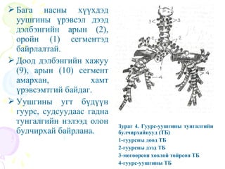 амьсгал эрхтний онцлог 2013 | PPT