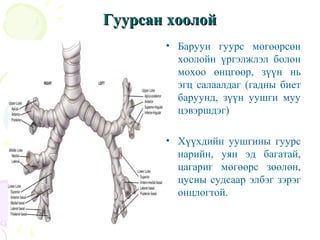 амьсгал эрхтний онцлог 2013 | PPT