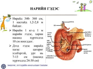 хбэт ны онцлог 2013 | PPT