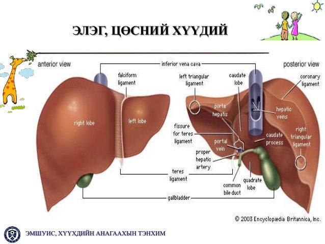 хбэт ны онцлог 2013