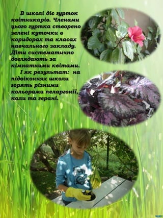 В школі діє гурток
квітникарів. Членами
цього гуртка створено
зелені куточки в
коридорах та класах
навчального закладу.
Діти систематично
доглядають за
кімнатними квітами.
І як результат: на
підвіконнях школи
горять різними
кольорами пеларгонії,
кали та герані.

 