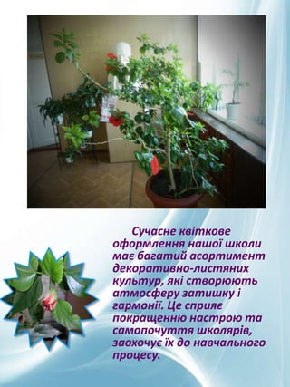 Сучасне квіткове
оформлення нашої школи
має багатий асортимент
декоративно-листяних
культур, які створюють
атмосферу затишку і
гармонії. Це сприяє
покращенню настрою та
самопочуття школярів,
заохочує їх до навчального
процесу.

 