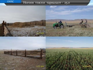Ногоон тэжээл тариалалт - 25.0ОНХС
 