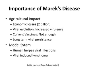 Importance of Marek’s Disease
• Agricultural Impact
– Economic losses (2 billion)
– Viral evolution: Increased virulence
– Current Vaccines: Not enough
– Long term viral persistence
• Model Sytem
– Human herpes viral infections
– Viral induced lymphoma
(slide courtesy Suga Subramanian)
 