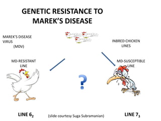 MAREK’S DISEASE
VIRUS
(MDV)
INBRED CHICKEN
LINES
MD-RESISTANT
LINE
MD-SUSCEPTIBLE
LINE
LINE 62 LINE 73
GENETIC RESISTANCE TO
MAREK’S DISEASE
(slide courtesy Suga Subramanian)
 