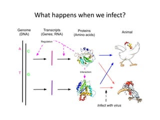 What happens when we infect?
Genome
(DNA)
Transcripts
(Genes; RNA)
Proteins
(Amino acids)
Animal
GT
A
C
Regulation
Interaction
Infect with virus
?
 