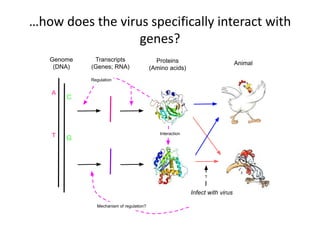 …how does the virus specifically interact with
genes?
Genome
(DNA)
Transcripts
(Genes; RNA)
Proteins
(Amino acids)
Animal
GT
A
C
Regulation
Interaction
Infect with virus
?
Mechanism of regulation?
 