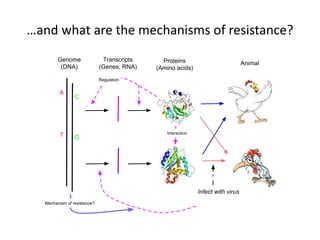 …and what are the mechanisms of resistance?
Genome
(DNA)
Transcripts
(Genes; RNA)
Proteins
(Amino acids)
Animal
GT
A
C
Regulation
Interaction
Infect with virus
?
Mechanism of resistance?
 