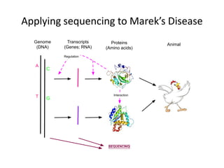 Applying sequencing to Marek’s Disease
Genome
(DNA)
Transcripts
(Genes; RNA)
Proteins
(Amino acids)
Animal
GT
A
C
Regulation
Interaction
SEQUENCING
 