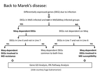 Differentially expressed genes (DEG) due to infection
Gene GO Analysis, IPA Pathway Analysis
DEGs in Md5-infected and not in Md5ΔMeq-infected groups
YES NO
Meq-dependent DEGs DEGs not dependent on Meq
DEGs in Line 6 and not in Line 7 DEGs in Line 7 and not in Line 6
YES NO NO YES
Meq-dependent
DEGs involved in
MD resistance
Meq-dependent
DEGs involved in
MD susceptibility
Meq-dependent DEGs
common to both lines
Back to Marek’s disease:
(slide courtesy Suga Subramanian)
 