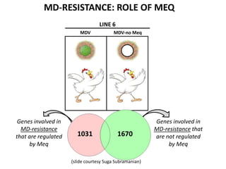 LINE 6
MD-RESISTANCE: ROLE OF MEQ
MDV MDV-no Meq
Genes involved in
MD-resistance
that are regulated
by Meq
Genes involved in
MD-resistance that
are not regulated
by Meq
1031 1670
(slide courtesy Suga Subramanian)
 