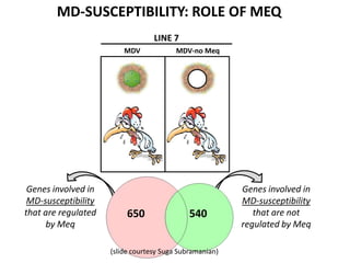 LINE 7
MD-SUSCEPTIBILITY: ROLE OF MEQ
MDV MDV-no Meq
Genes involved in
MD-susceptibility
that are regulated
by Meq
Genes involved in
MD-susceptibility
that are not
regulated by Meq
650 540
(slide courtesy Suga Subramanian)
 