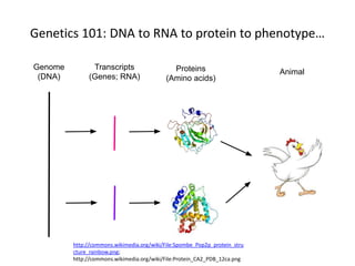 Genetics 101: DNA to RNA to protein to phenotype…
Genome
(DNA)
Transcripts
(Genes; RNA)
Proteins
(Amino acids)
Animal
http://commons.wikimedia.org/wiki/File:Spombe_Pop2p_protein_stru
cture_rainbow.png;
http://commons.wikimedia.org/wiki/File:Protein_CA2_PDB_12ca.png
 