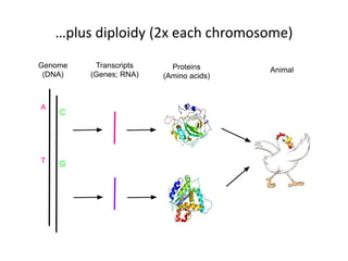 …plus diploidy (2x each chromosome)
Genome
(DNA)
Transcripts
(Genes; RNA)
Proteins
(Amino acids)
Animal
GT
A
C
 