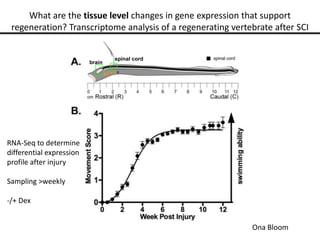 What are the tissue level changes in gene expression that support
regeneration? Transcriptome analysis of a regenerating vertebrate after SCI
brain
spinal cord
RNA-Seq to determine
differential expression
profile after injury
Sampling >weekly
-/+ Dex
Ona Bloom
 
