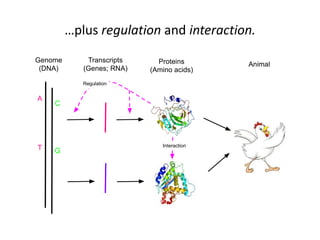 …plus regulation and interaction.
Genome
(DNA)
Transcripts
(Genes; RNA)
Proteins
(Amino acids)
Animal
GT
A
C
Regulation
Interaction
 