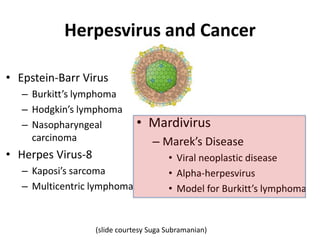 Herpesvirus and Cancer
• Epstein-Barr Virus
– Burkitt’s lymphoma
– Hodgkin’s lymphoma
– Nasopharyngeal
carcinoma
• Herpes Virus-8
– Kaposi’s sarcoma
– Multicentric lymphoma
• Mardivirus
– Marek’s Disease
• Viral neoplastic disease
• Alpha-herpesvirus
• Model for Burkitt’s lymphoma
(slide courtesy Suga Subramanian)
 